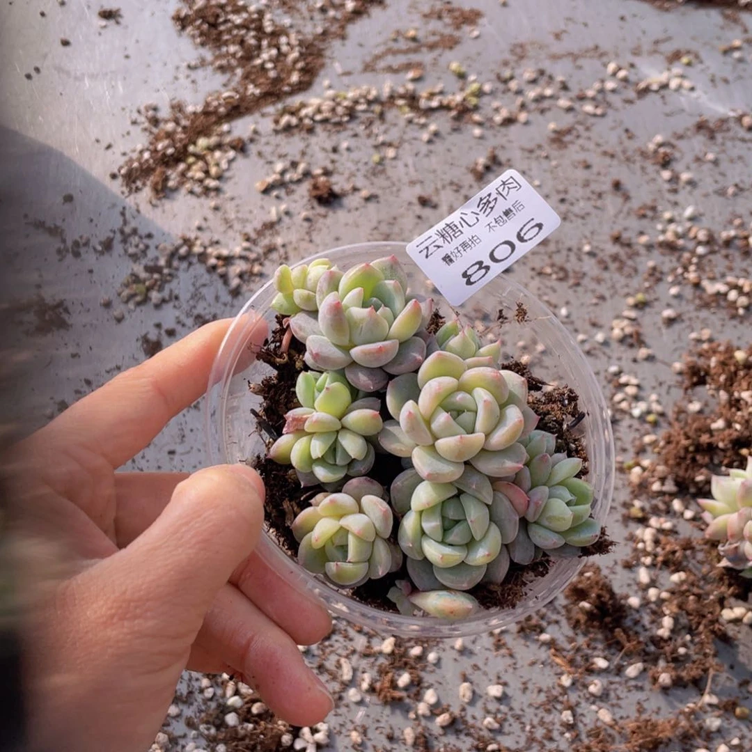 云糖心多肉植物806