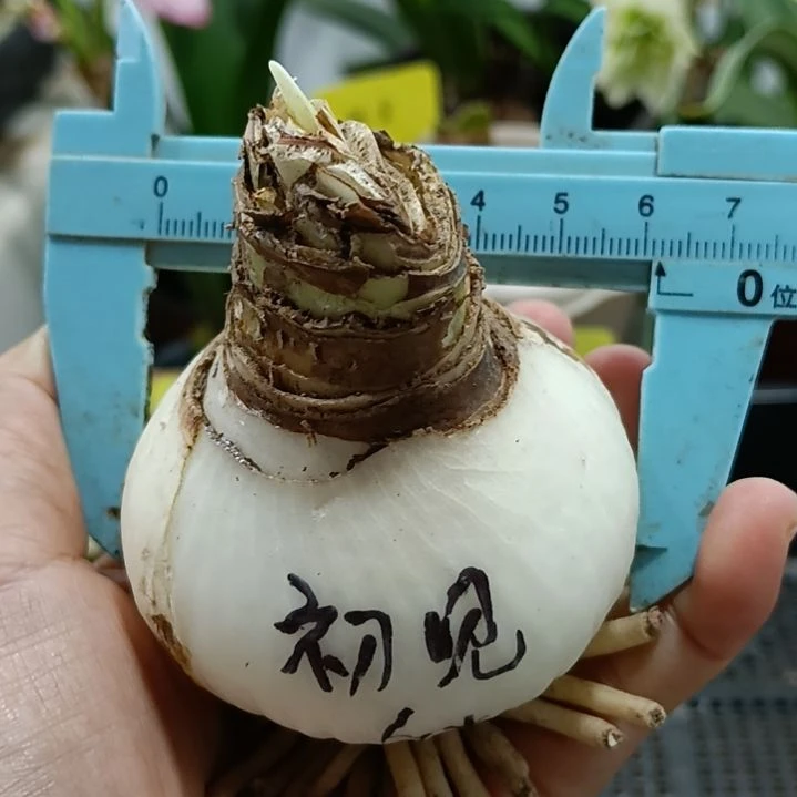 无花朵初见6+裸球发货