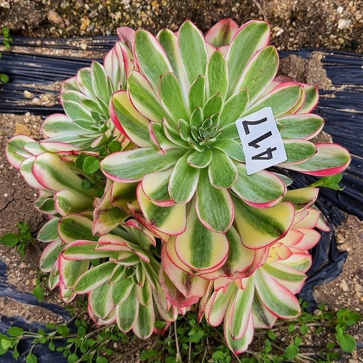 417荔枝多肉植物