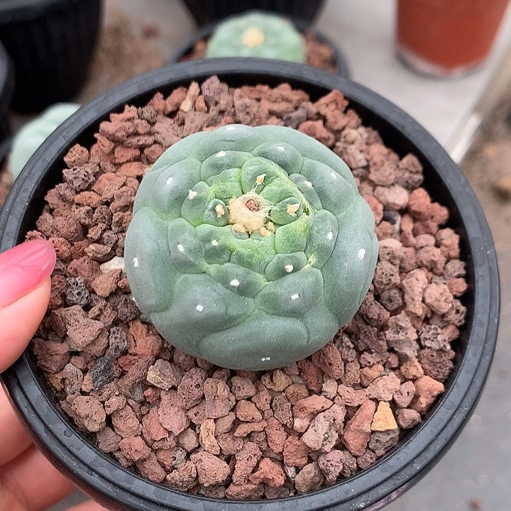 完全开放嗨*岚仙人球实生海鲜