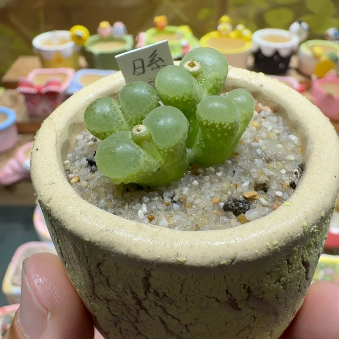 蘑菇1172日系风铃多肉植物