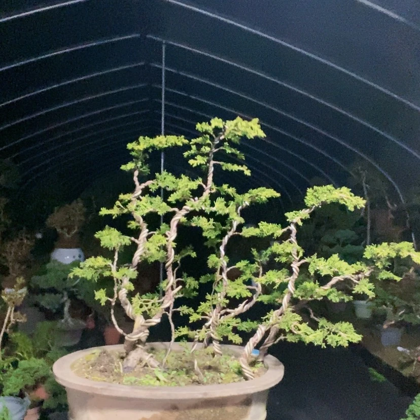 【闪购商品】少量花朵（建议范围：2朵-5朵 或40%以下）盆景园林