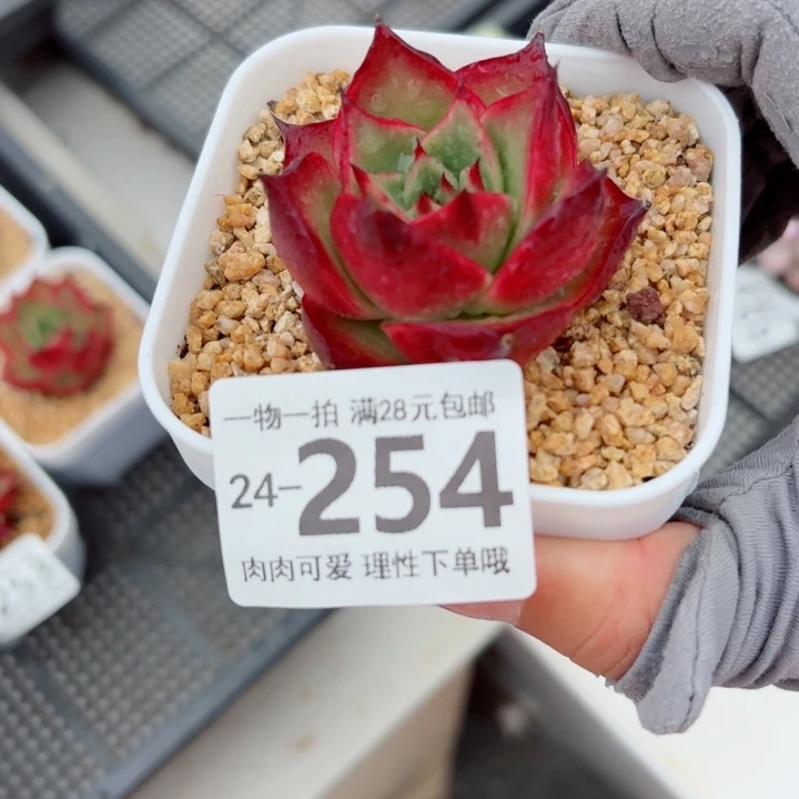 斗牛士无盆土发货无