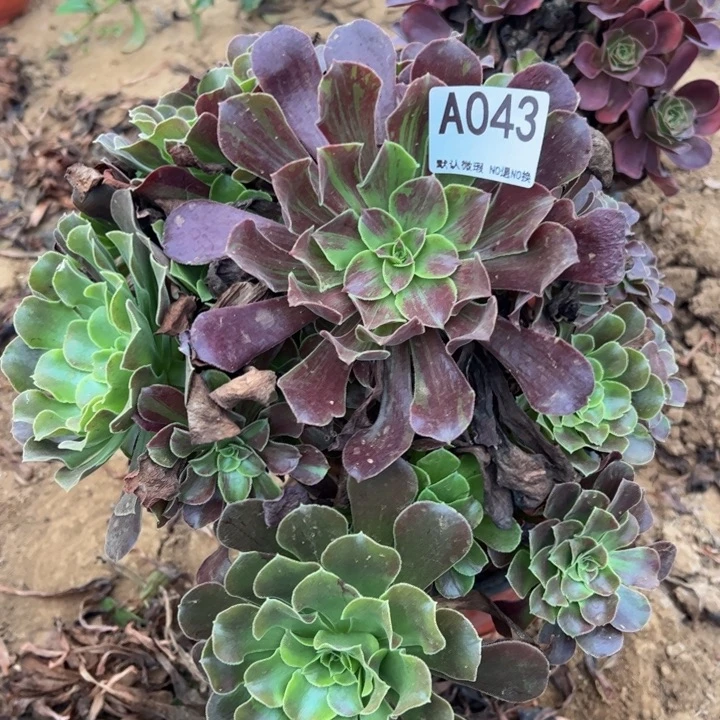 欧若拉多肉植物043.