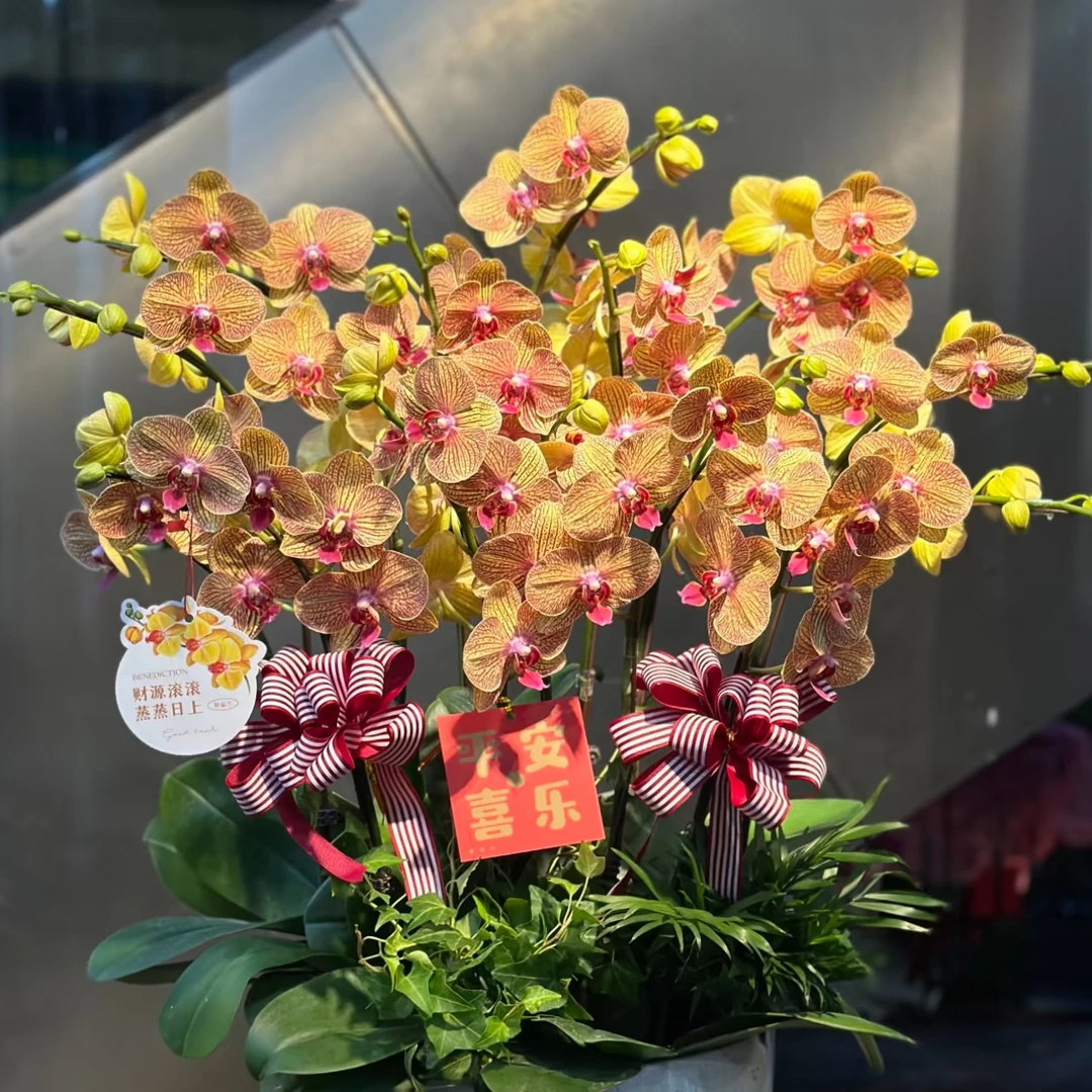 黄金甲蝴蝶兰 年宵花盆栽花卉多年生室内阳台易养护爆花强