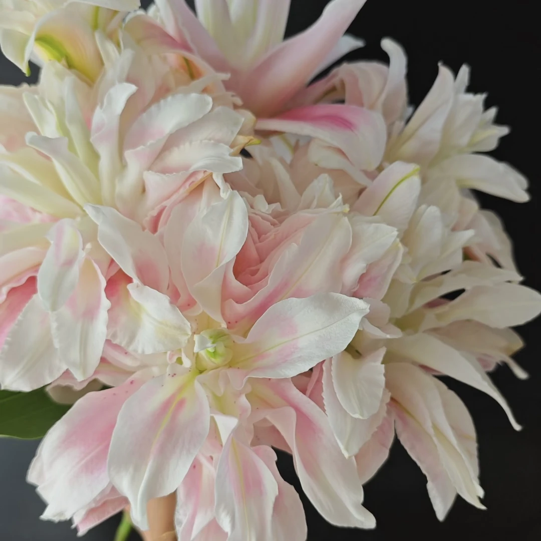米兰重瓣百合东北鲜切花家用鲜花