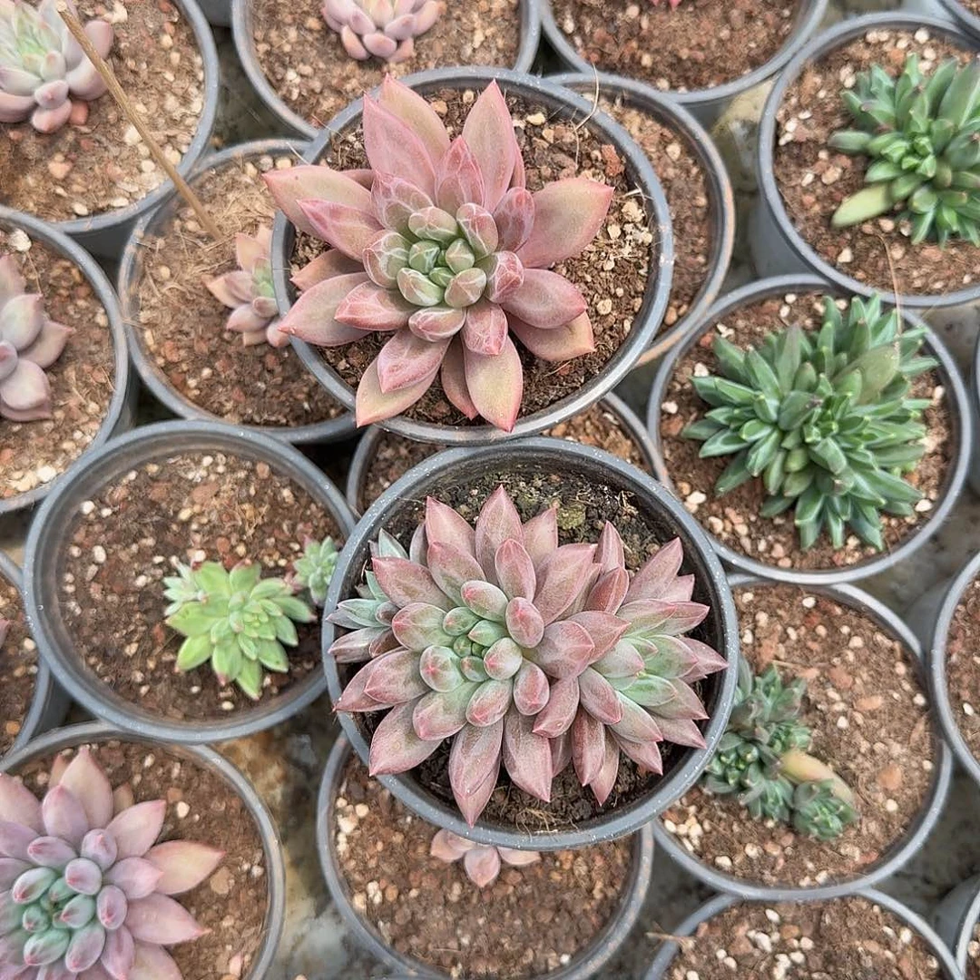 毛***姐寄养在她家里一年的孩子