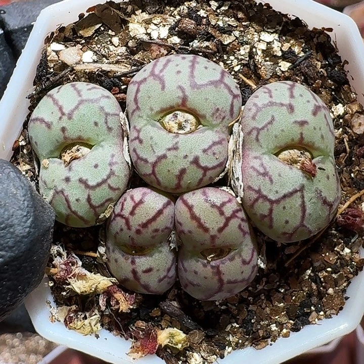 生石花11111111。   123