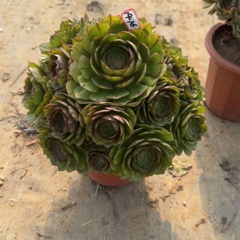 19-76拉丝多肉植物