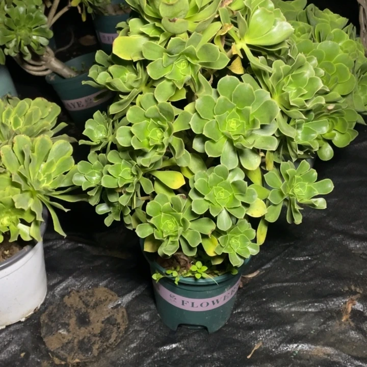 27香馥多肉多肉多肉植物