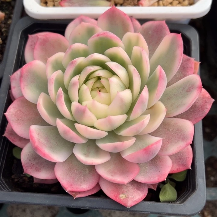 粉水晶锦一物一拍锦龙