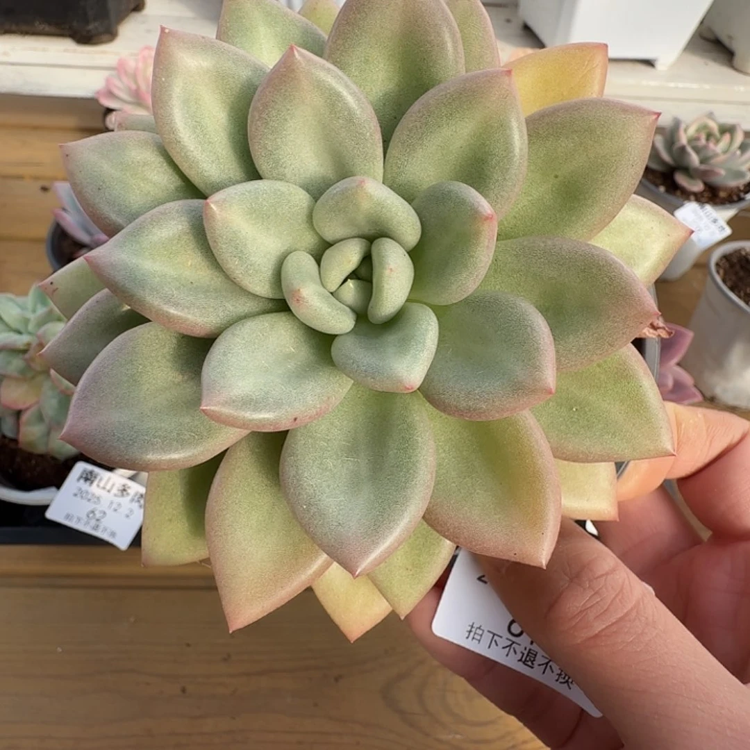 爱尔情丝111122-61