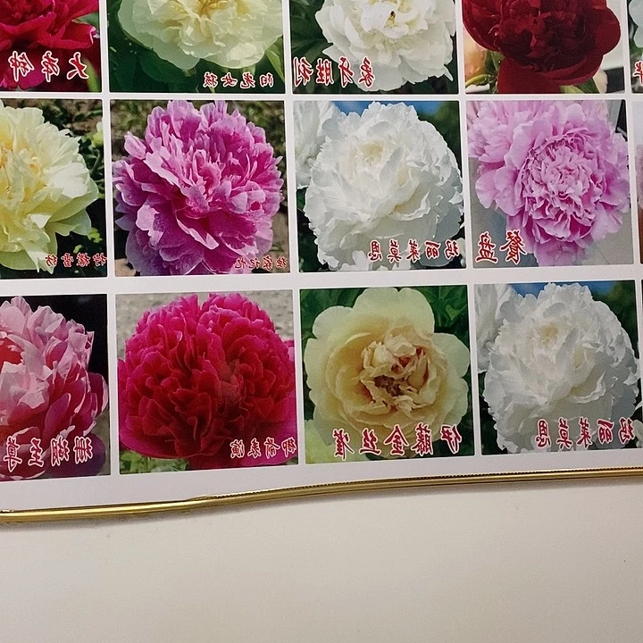 完全开放红峰2但3 颗 送一颗大富贵