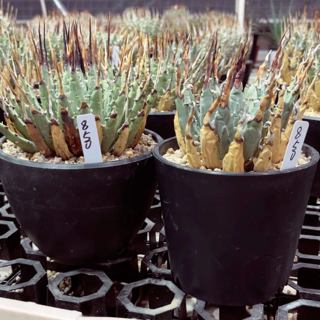 【闪购商品】满**牛11111111