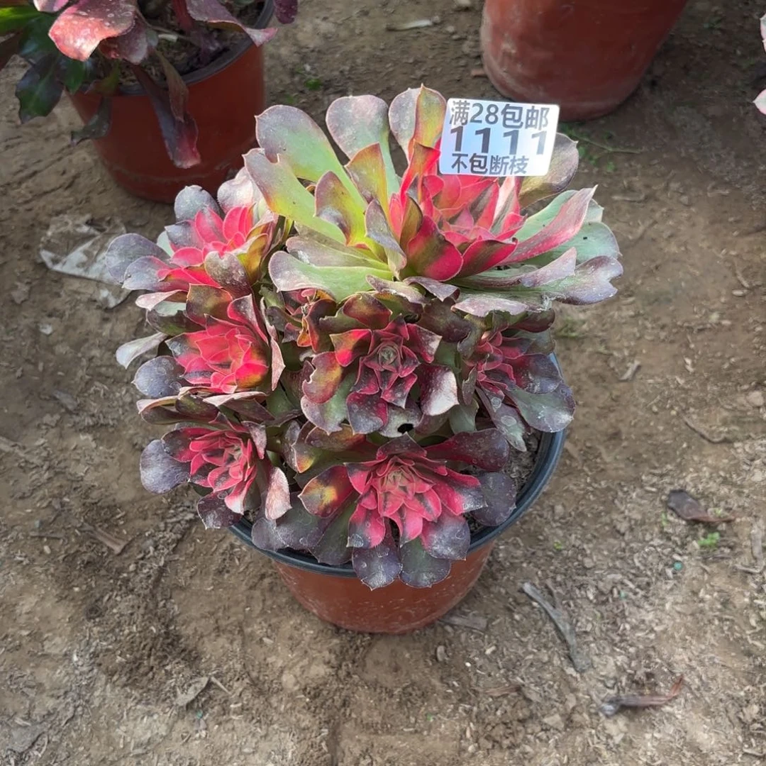 M. 11111香妃多肉acede