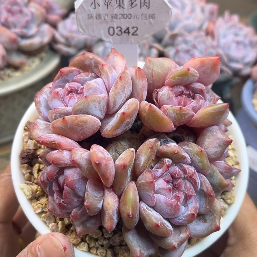 绿底紫心342/10cm6头