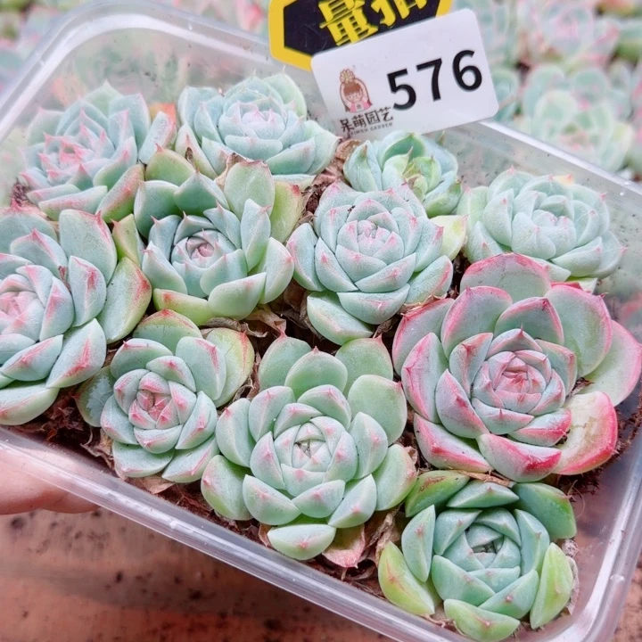 多肉植物多肉植物