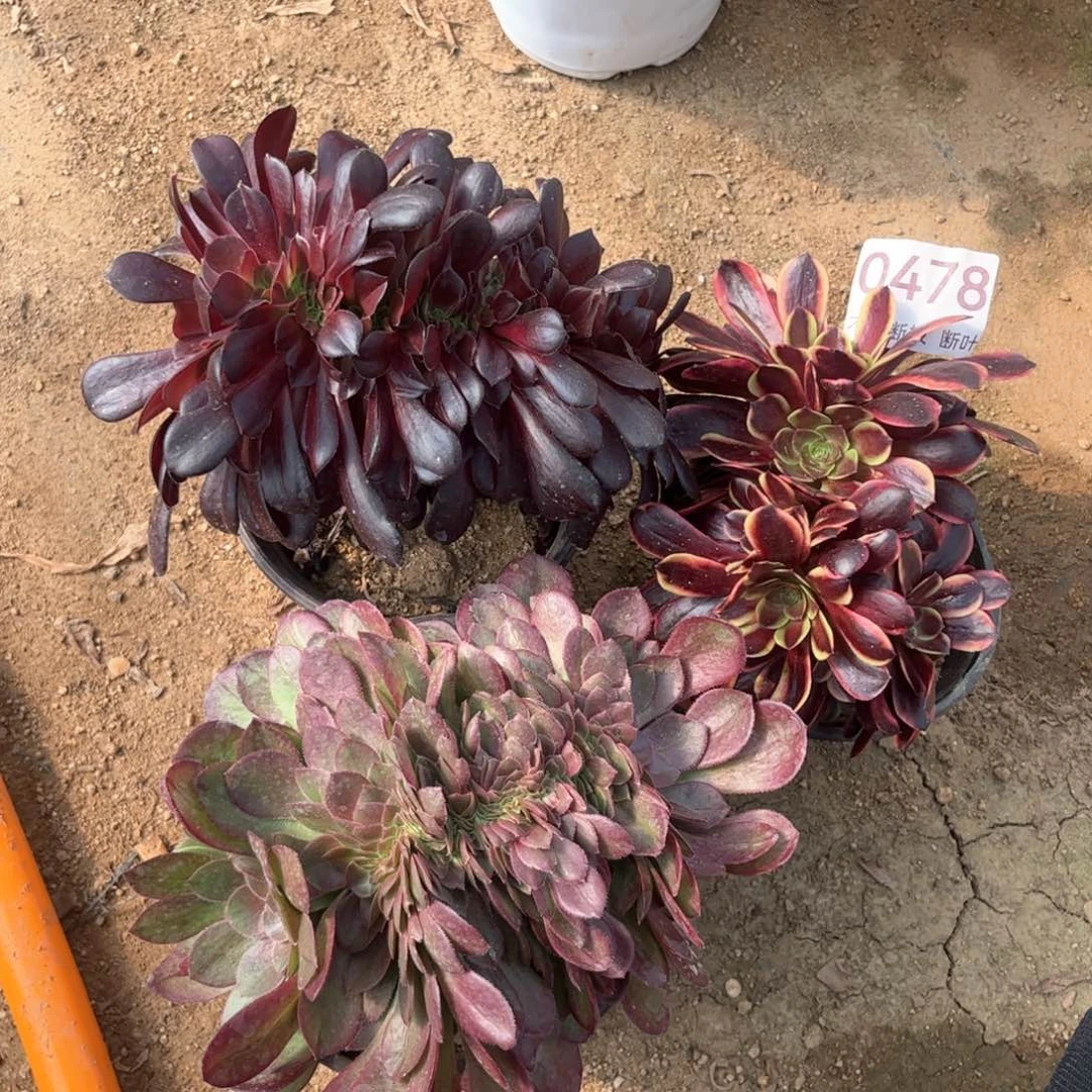 欧紫缀化➕万圣节缀化➕欧佳丽朵朵