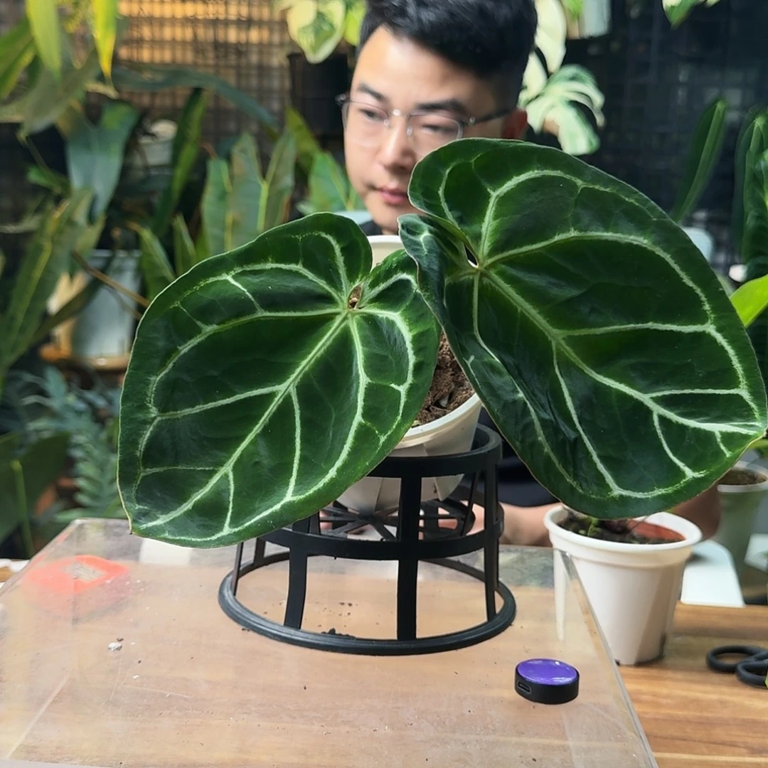 鹏***嘭无花朵一物一拍B057