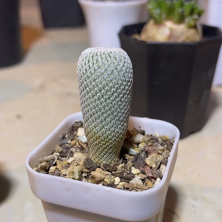 无花朵实生月世界仙人球