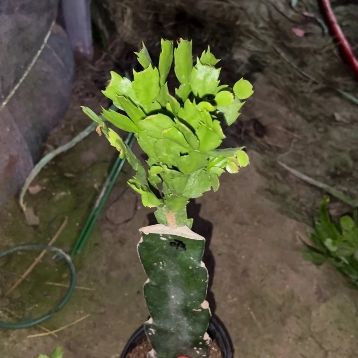 浅****当前无花栽培后可以开花073  1908