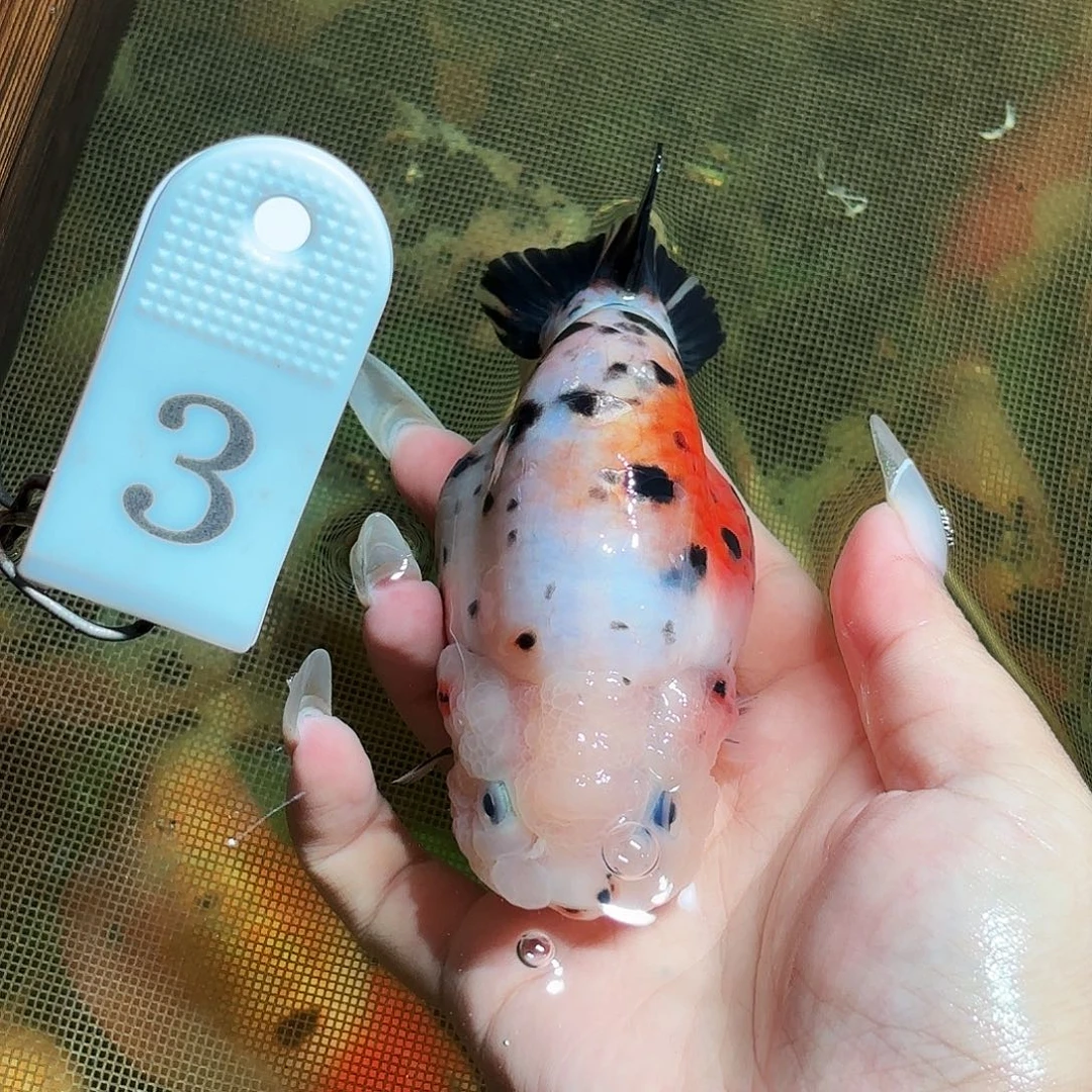 金鱼拍包装包邮，不拍包装运费到付