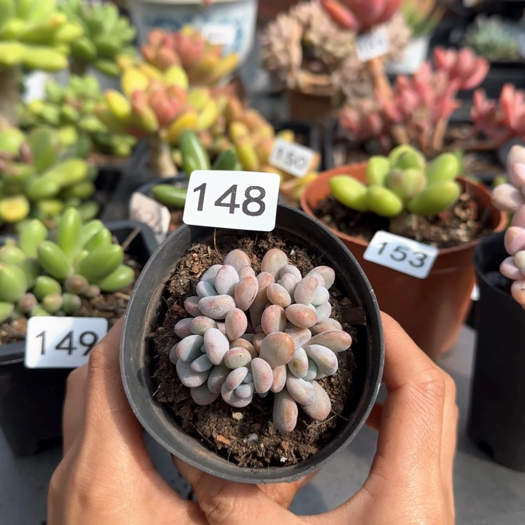 148号 一物一拍 一物一拍