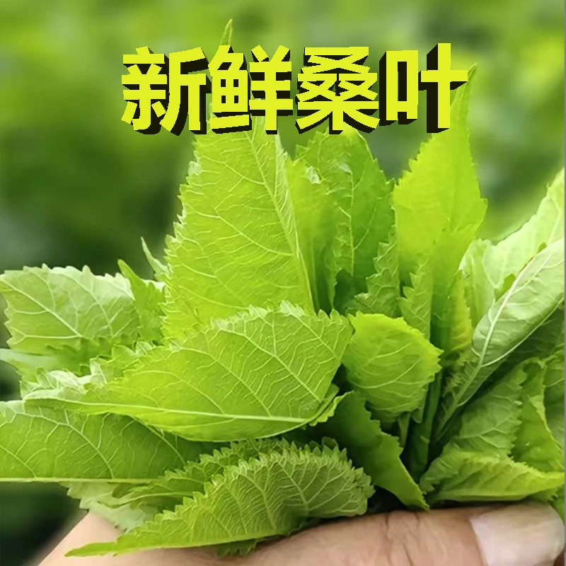 【当天采摘】新鲜嫩桑叶现摘现发 大小蚕宝宝食物嫩精选桑叶泡水喝
