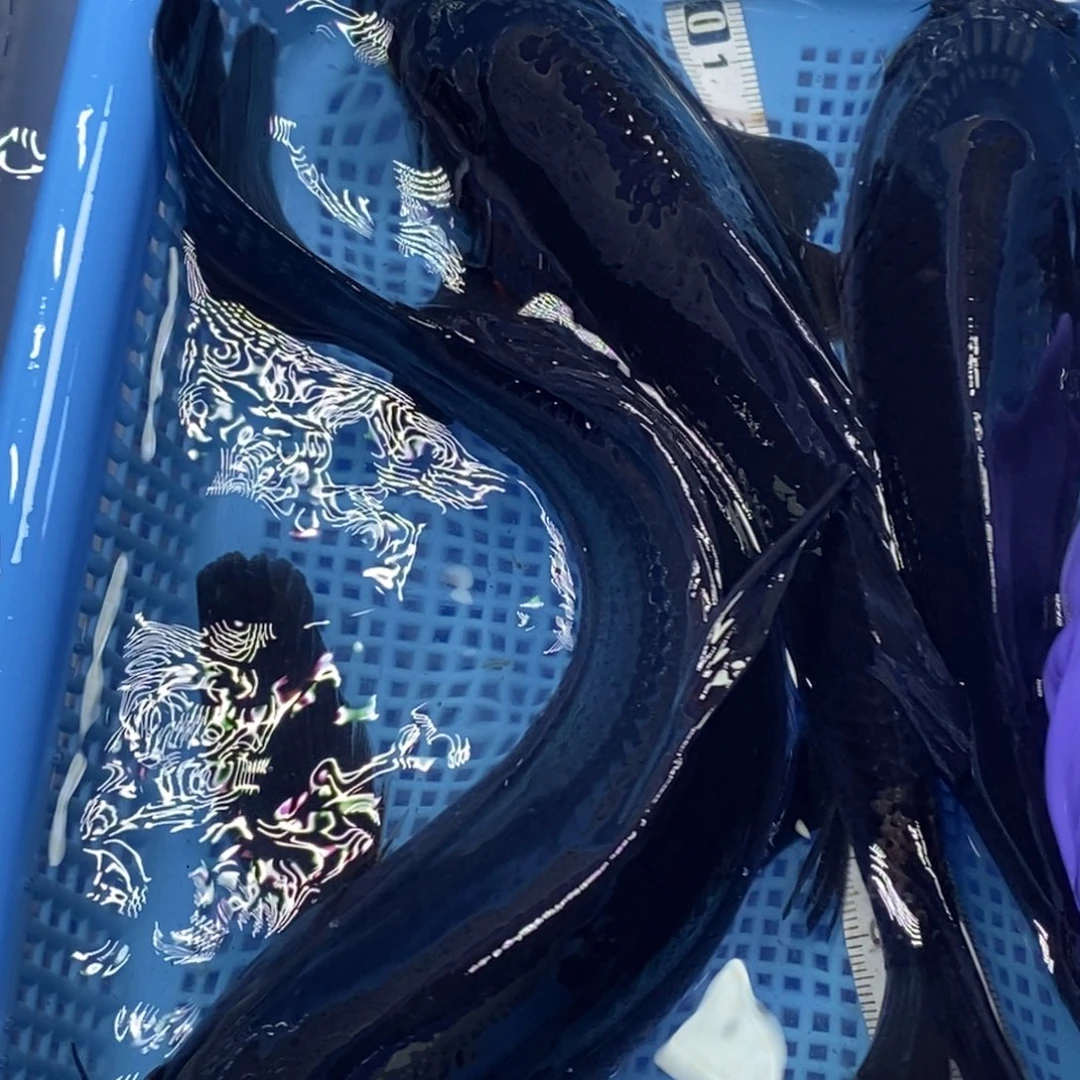 锦鲤冷水锦鲤包邮