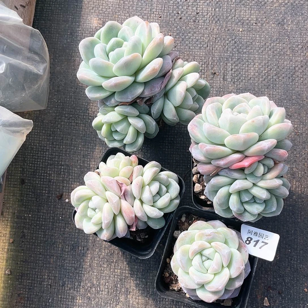 阿雅园艺。         817