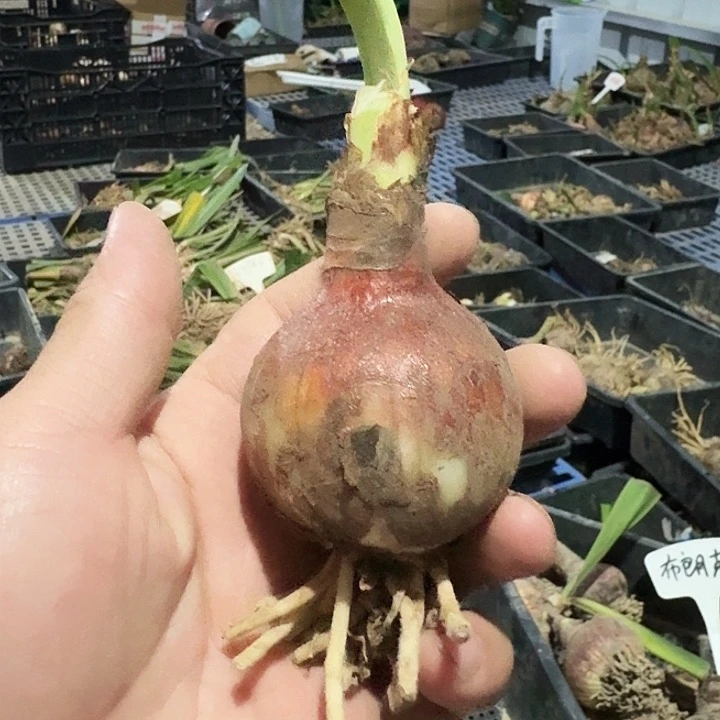 裘马轻狂朱顶红一棵5.4