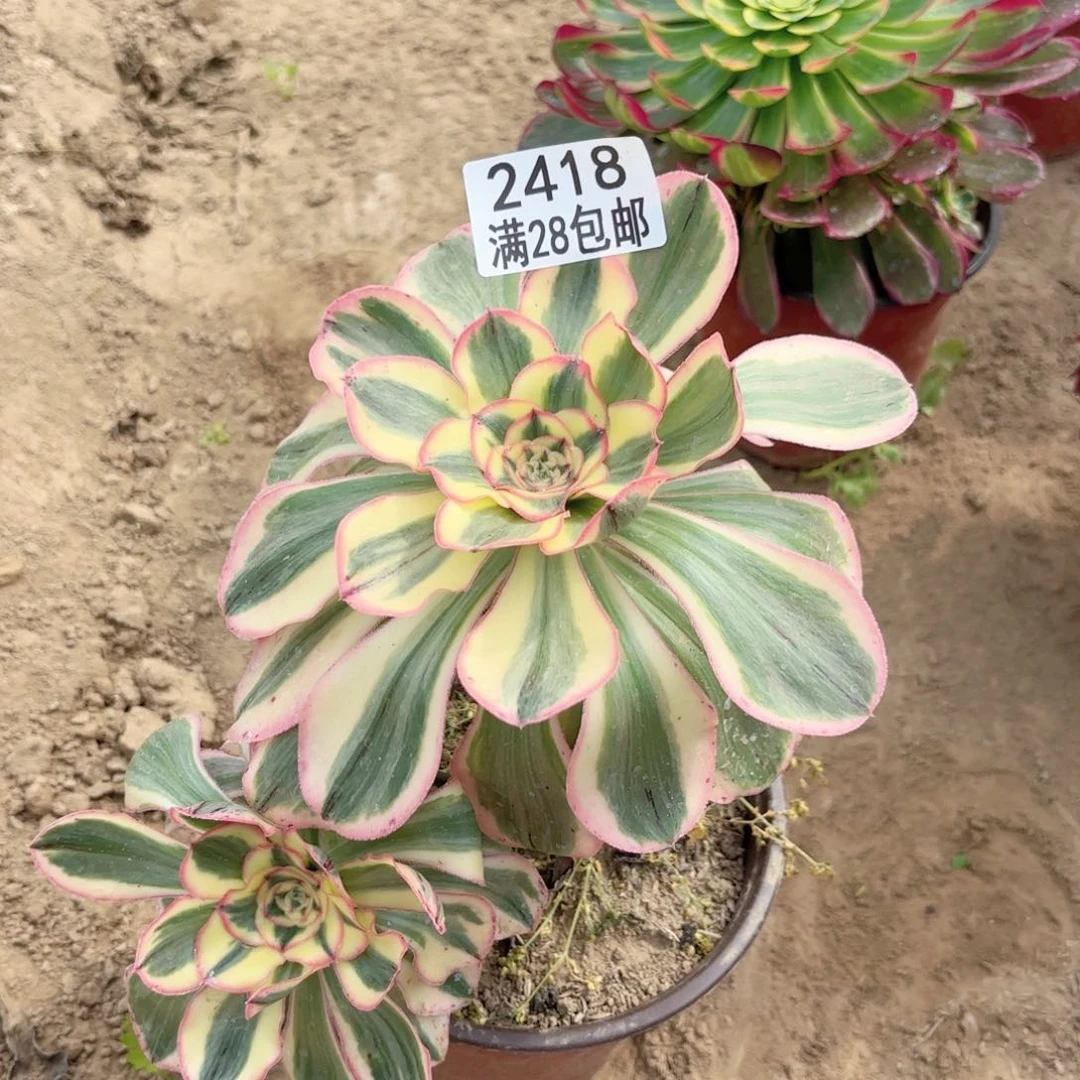 2418燕姿锦多肉11111