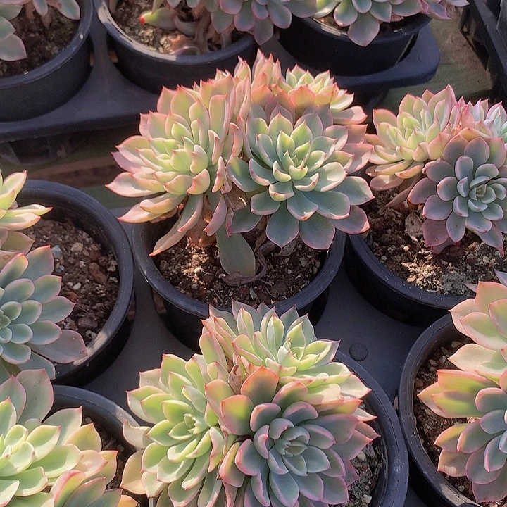 a55泪无痕锦三头起