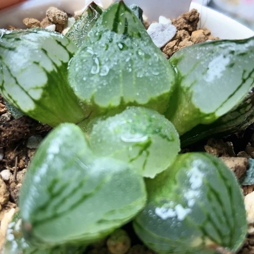 【闪购商品】是****了杨贵妃104