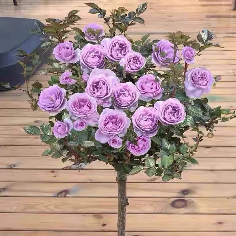 顺丰发货【加高1米1到1米3】月季花棒棒糖四季开花蓝色风暴