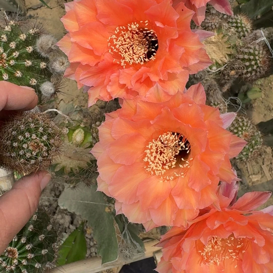 301彩草果粒橙歪无根侧牙4公分左右，20包邮