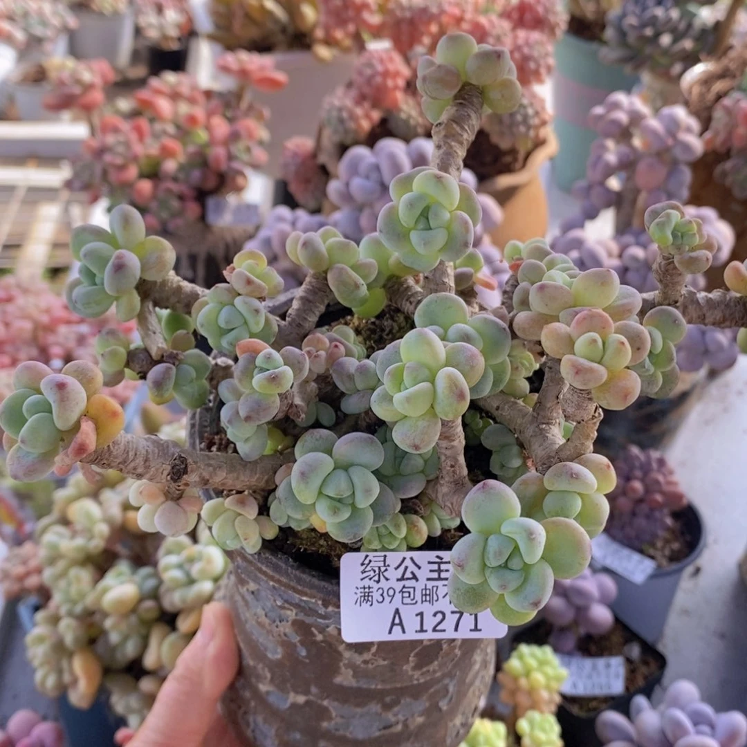 劳尔罗琦老桩15cm1271多肉植物