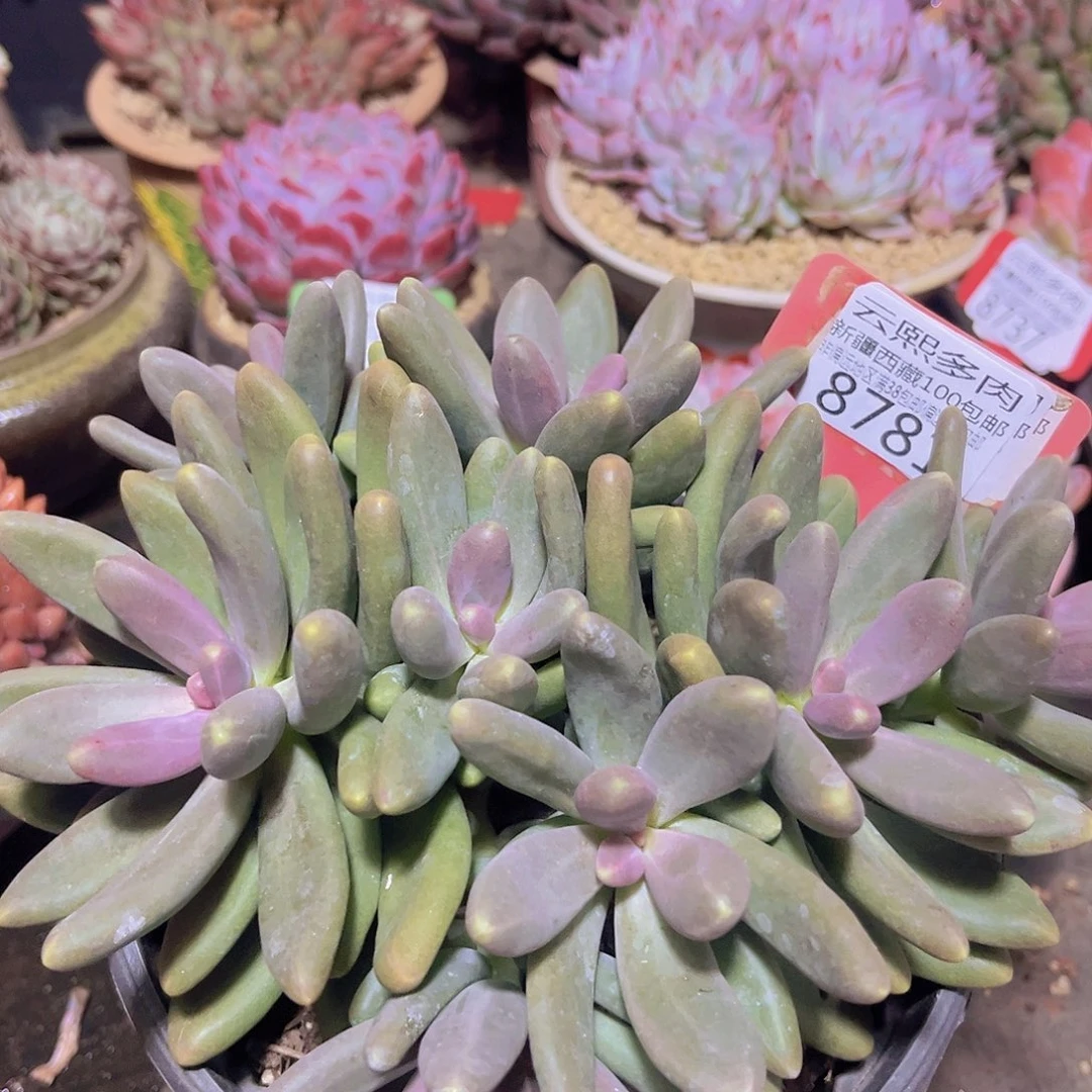 8781糖果美人多肉植物