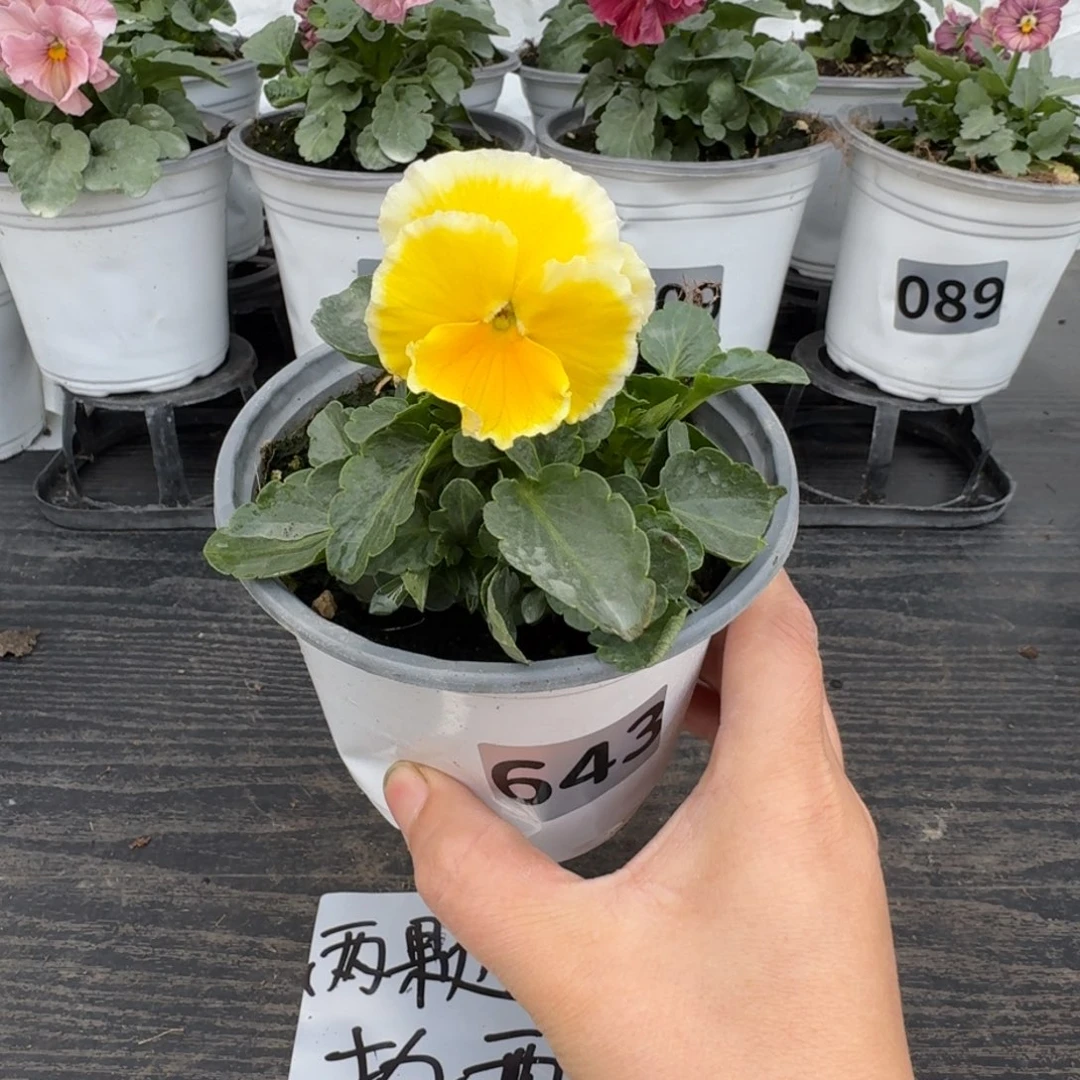 全部花朵643号蛋挞