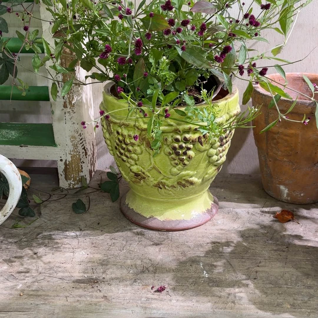 许纯的花房 葡萄奖杯 黄色