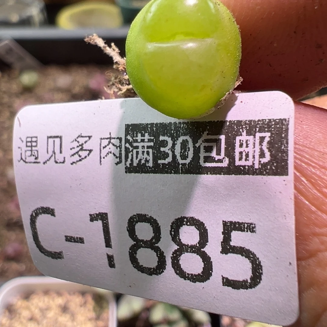 多肉植物111111111111