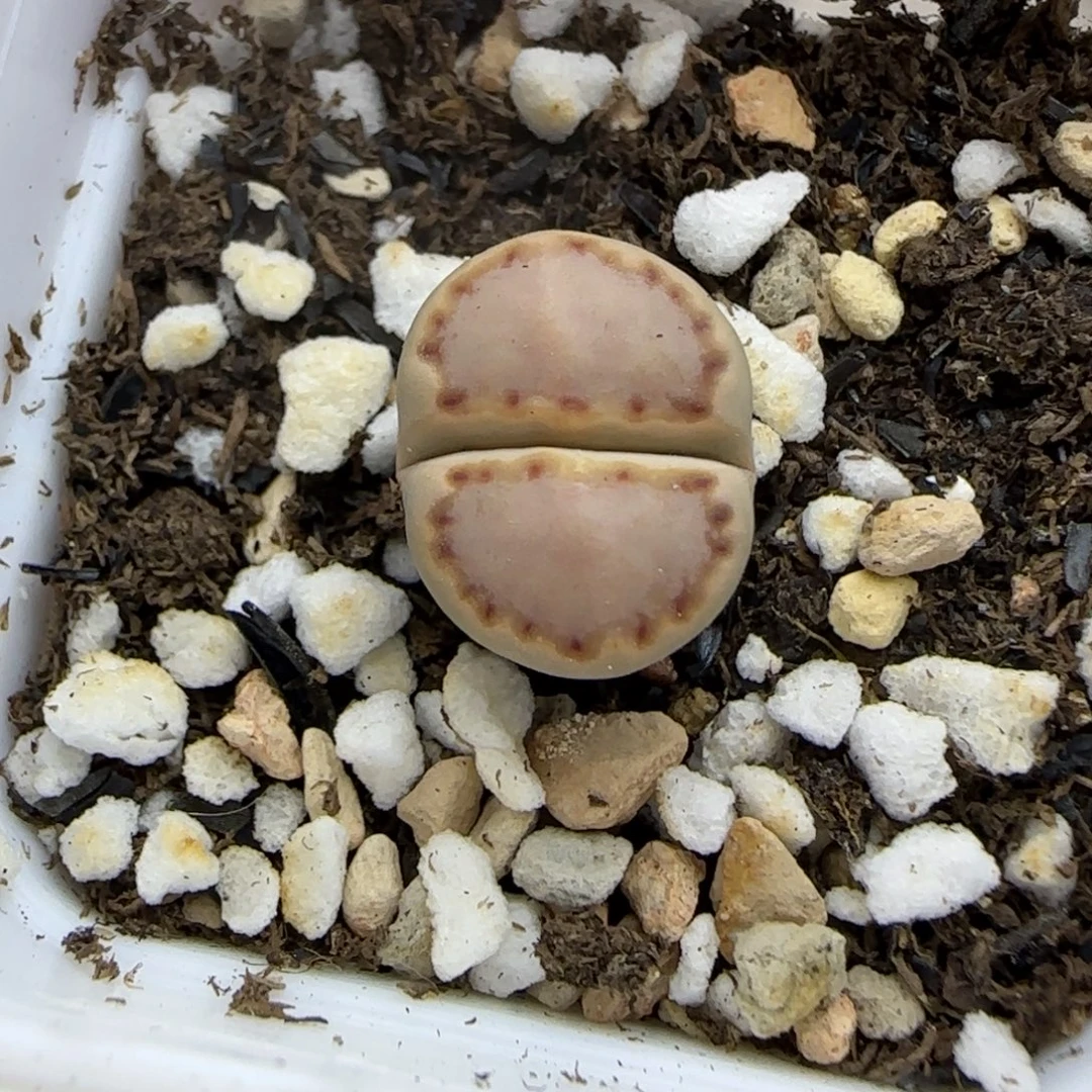 429 生石花大棚直播