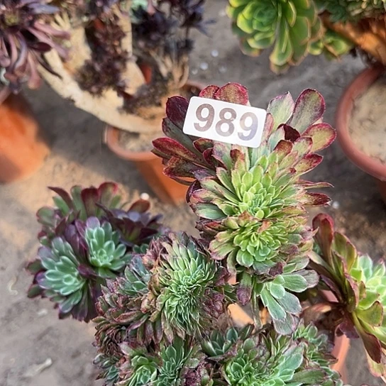 忘***尘多肉植物一个有伤989