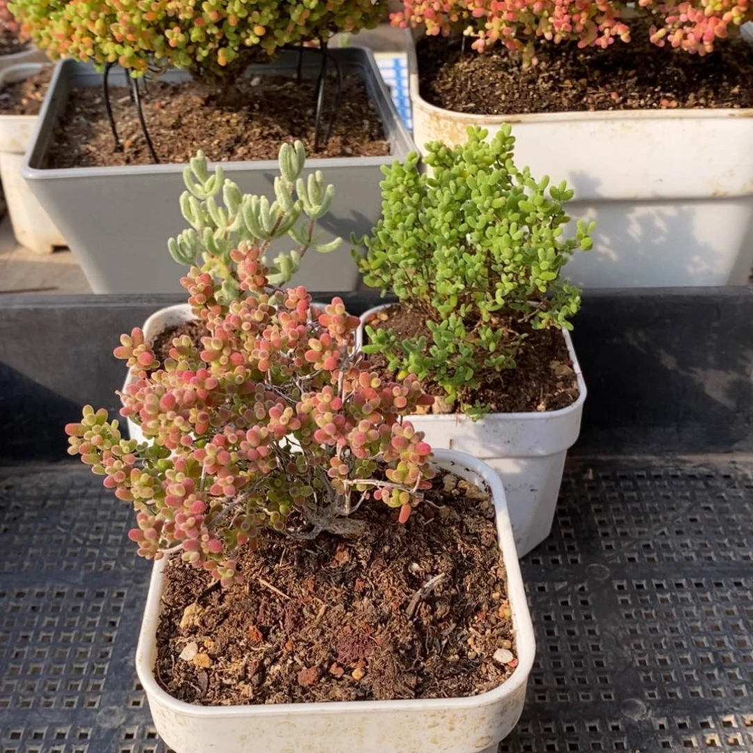 枝干番杏多肉植物036