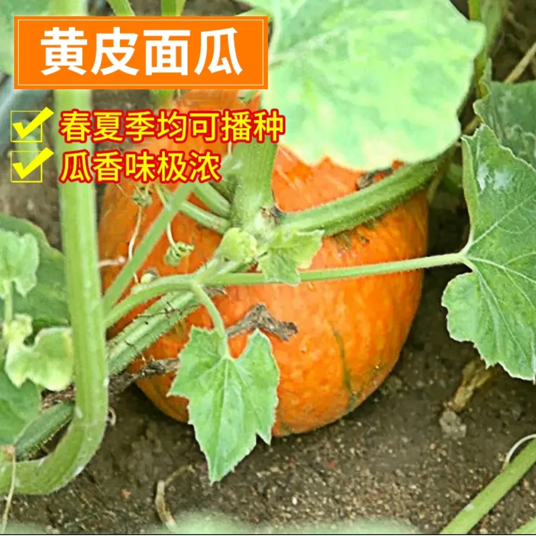 黄皮面瓜种子家庭阳台小院盆栽地栽四季种植