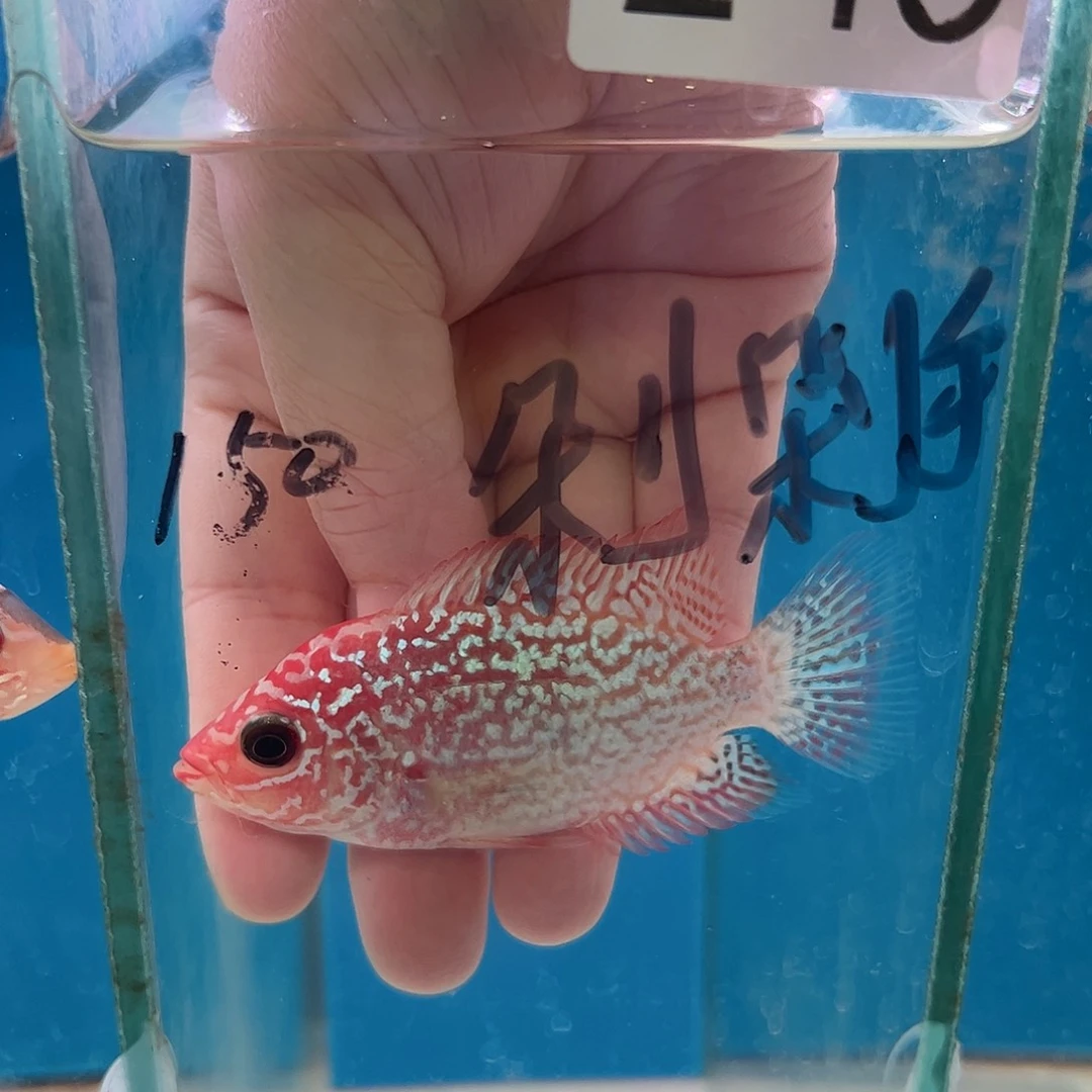 剁***手罗汉鱼火凤大苗子