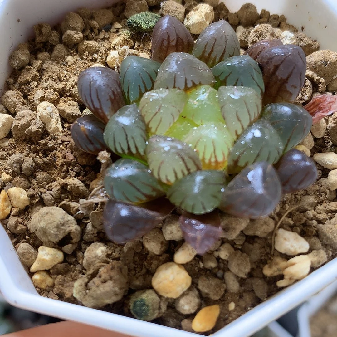 变异潘灯玉露锦带盆土发货