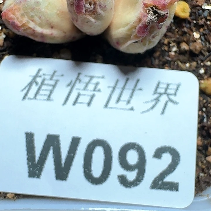 092号多肉植物哇c c