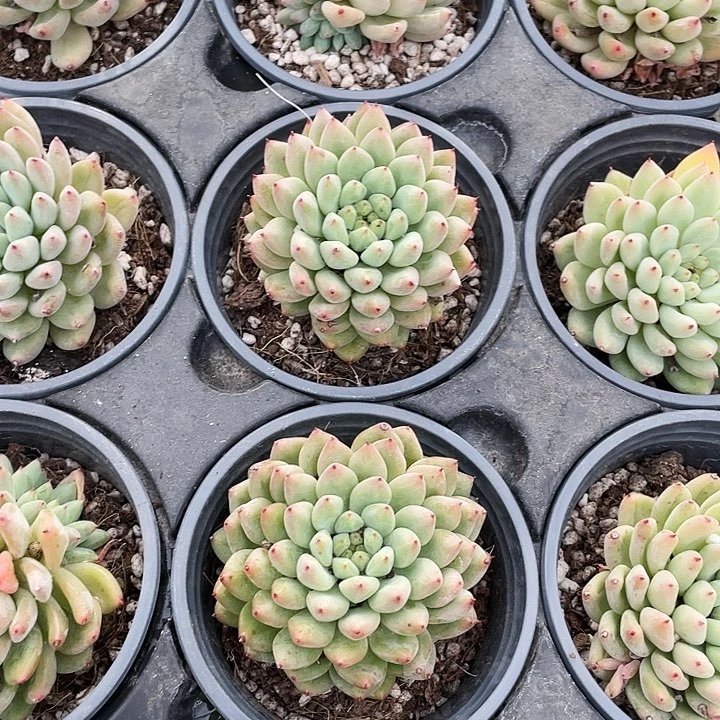 胖丁15.864646764946