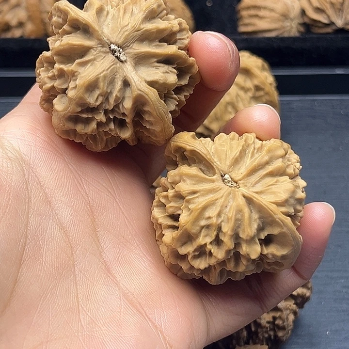 木质类秦岭突突突突突突突